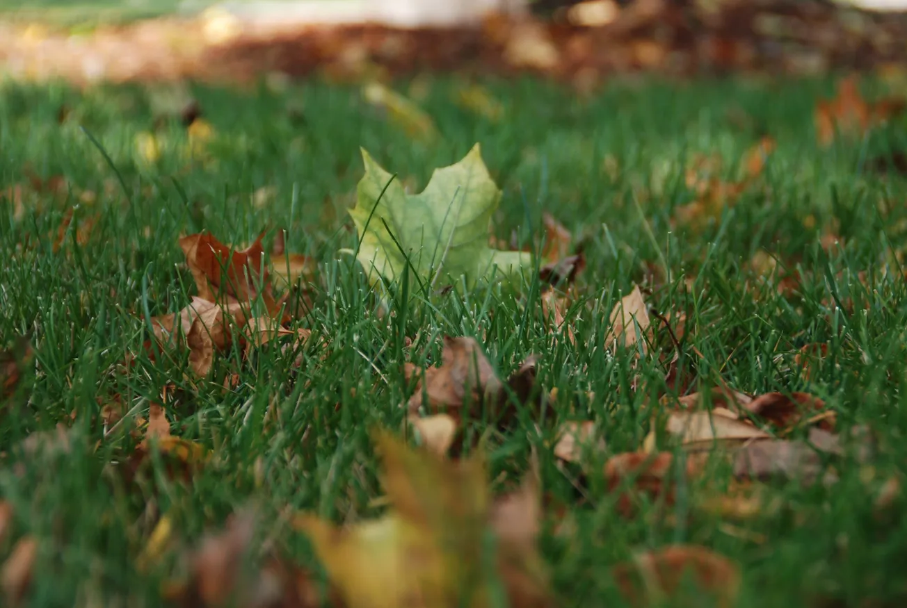 In the Garden: Consider fall leaves a gift from nature