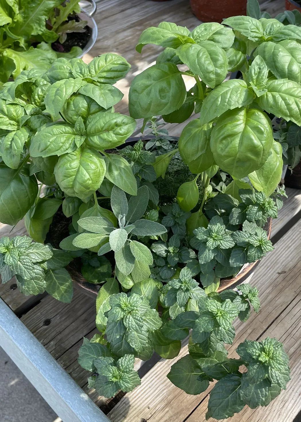 In the Garden: Use fresh herbs to flavor holiday meals