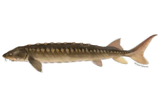 Atlantic sturgeon