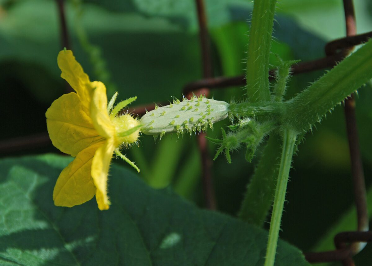 cucumbers