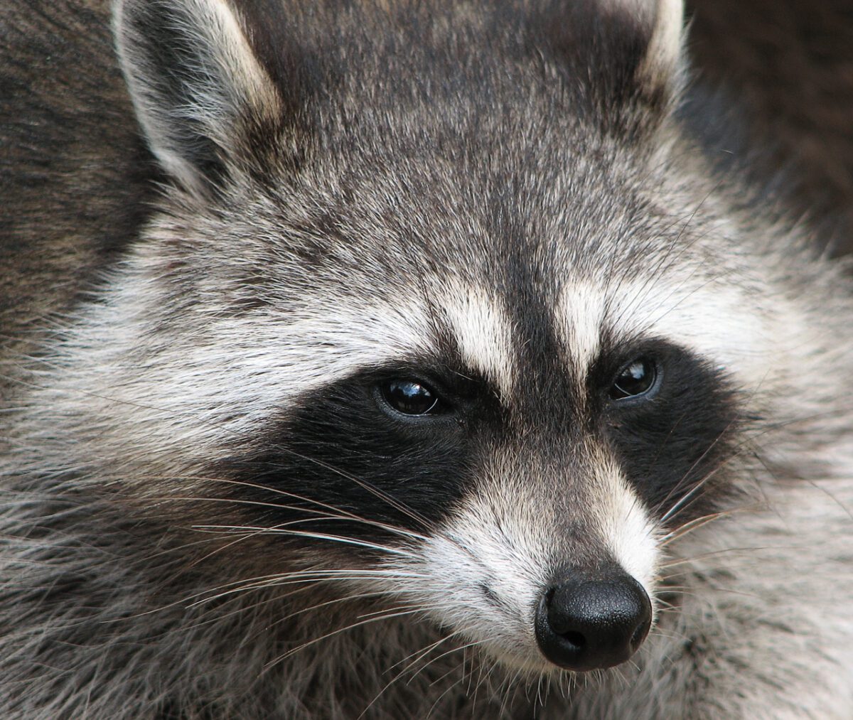 raccoon